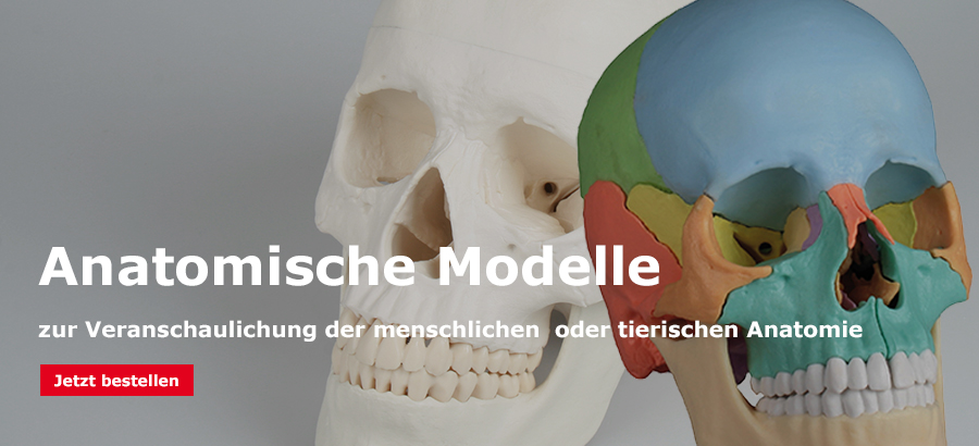 _Anatomische Modelle
