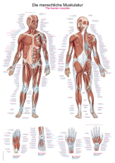 Lehrtafel Die menschliche Muskulatur, 50x70cm