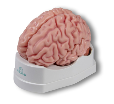 Anatomisches Gehirnmodell lebensgross, 5-teilig